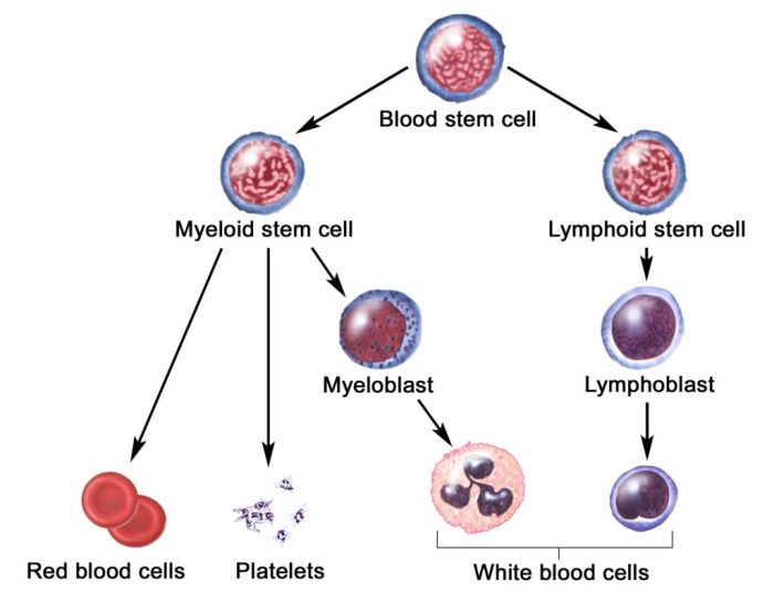 Jakafi targets faulty mechanism in polycythemia vera