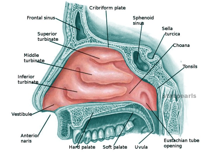 Nasal Polyps Surgery Recovery A Comprehensive Guide