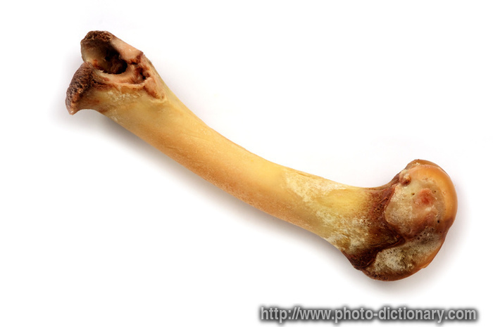 bone - photo/picture definition at Photo Dictionary - bone word and ... Bone cancer signs symptoms and complications