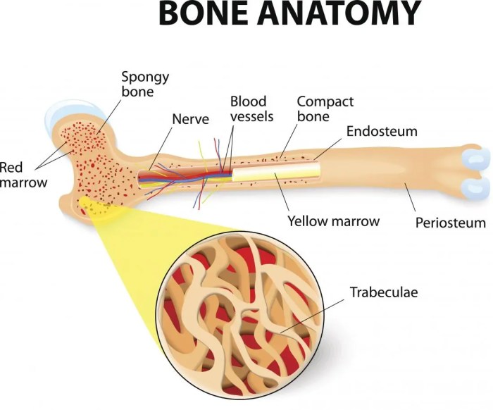 Cross-section of bone Stock Photo - Alamy Bone cancer signs symptoms and complications