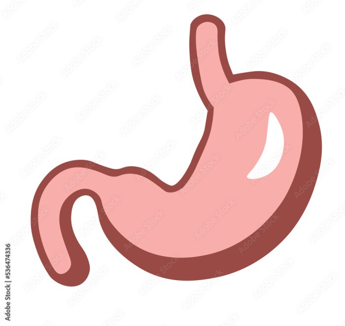 stomach and digestion system vector. The human stomach is in cartoon ... Burning sensation in stomach