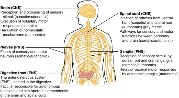 Spine Anatomy Epidural Space A Deep Dive