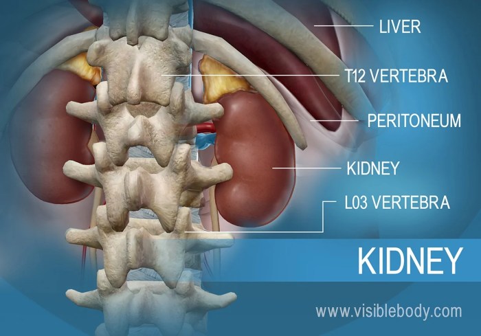 Reduced Kidney Function Attenuates BMD Gains in Bisphosphonate Treatment - Endocrinology Advisor Medication for kidney disease