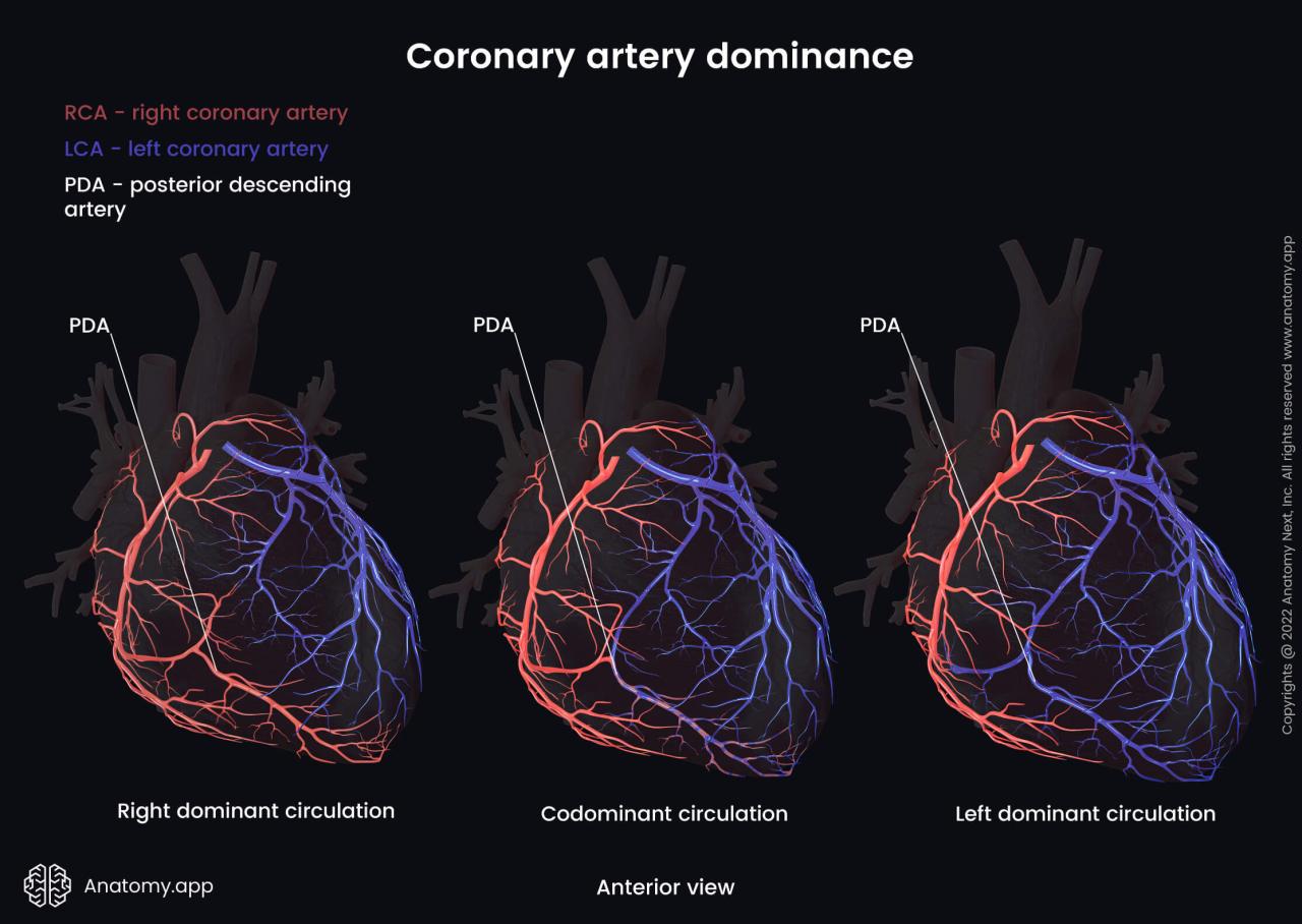 Left coronary artery | Encyclopedia | Anatomy.app | Learn anatomy | 3D models, articles, and quizzes Coronary artery calcium scans
