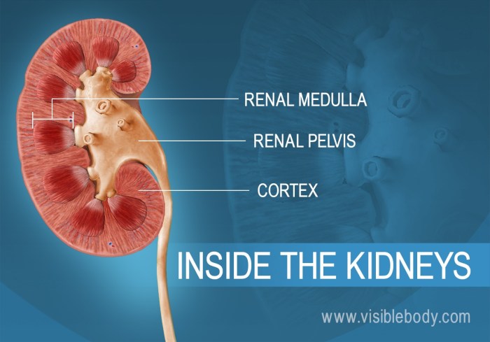 Medication for kidney disease