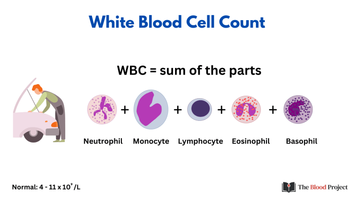 Tutorial • The Blood Project Understanding white blood cells and counts
