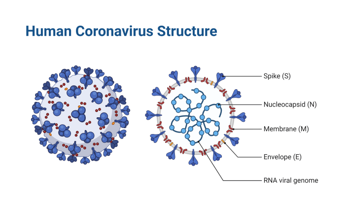 Researchers Discover New Variant of COVID-19 Virus in Columbus, Ohio Covid causes new high blood pressure