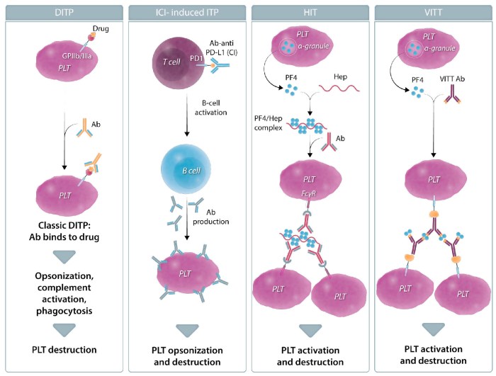 Eltrombopag | Unraveling the Therapeutic Marvel of a Thrombopoietin Receptor Agonist Thrombocytopenia causes and risk factors
