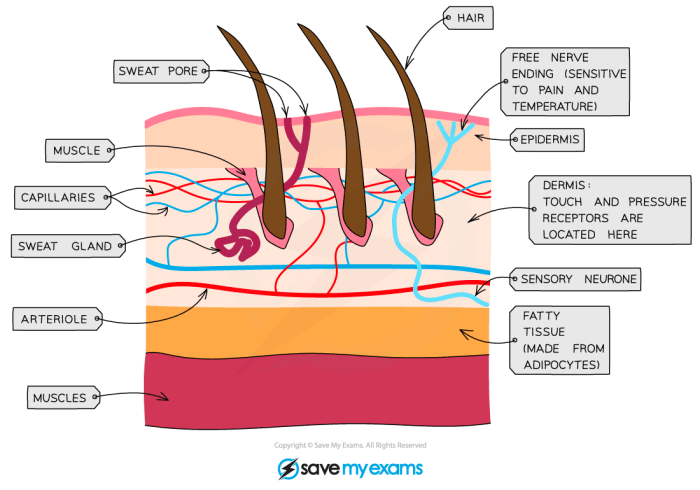 Itchy Rash on Arms and Legs Causes & Relief
