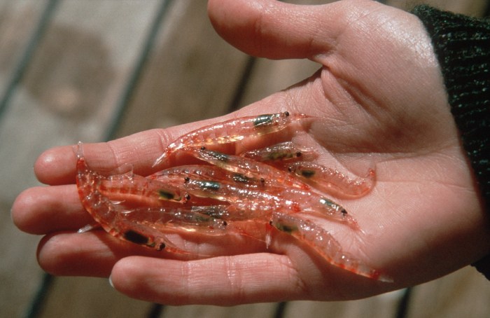 Antarctic Krill Krill uses side effects dosage storage