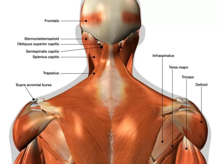 Crippling Back Spasms: Causes and Treatment Causes of back spasms