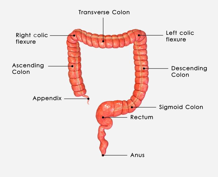 What is the Colon A Deep Dive