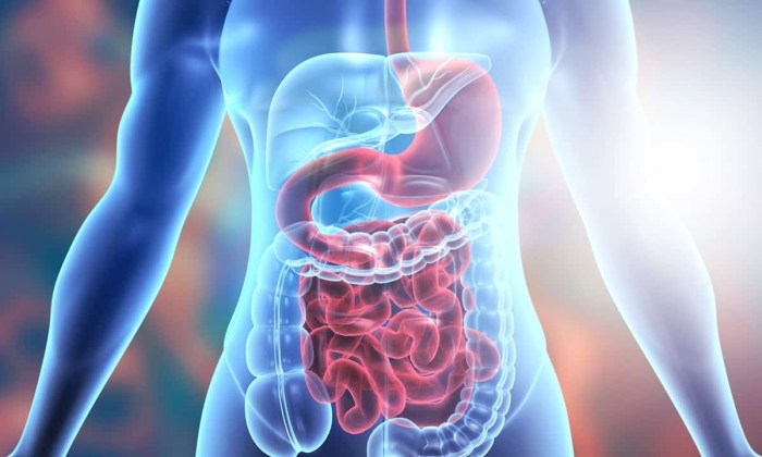 What are digestive enzymes