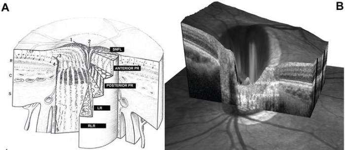Ophthalmic nerve anatomy function and significance