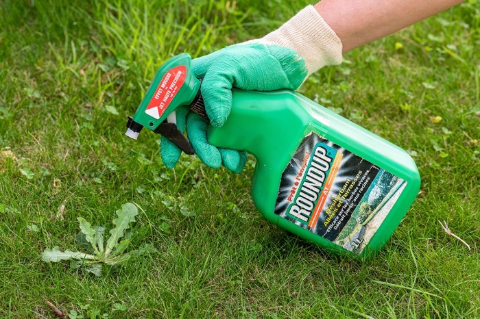 Glyphosate cancer risk rat study