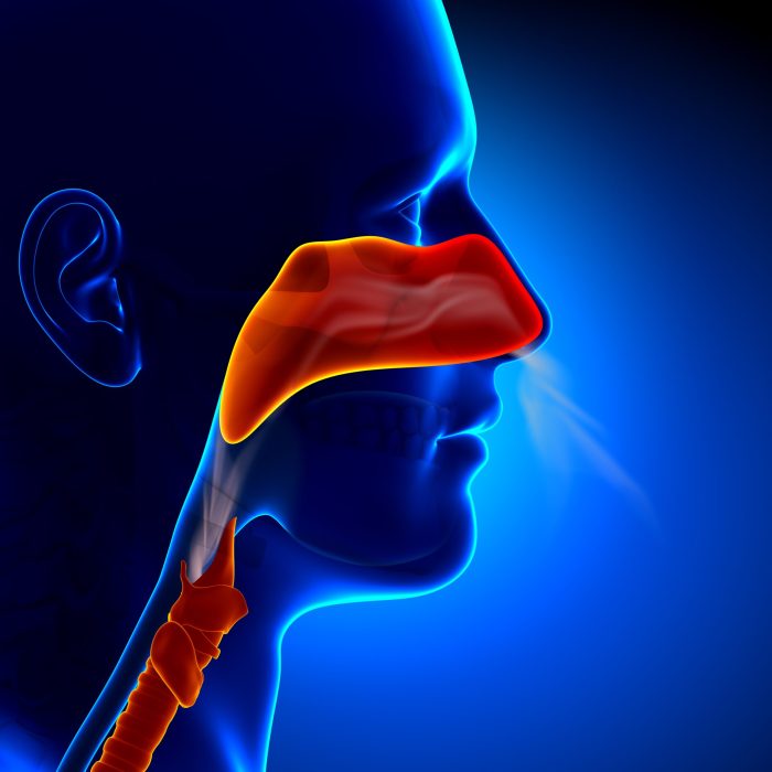 Nez et sinus - Troubles du nez, de la gorge et de l’oreille - Manuels Merck pour le grand public Sinus infection vs cold