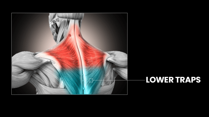 Best Lower Trap Exercises | Lower Traps Workout | ATHLEAN-X Lower blood sugar immediately