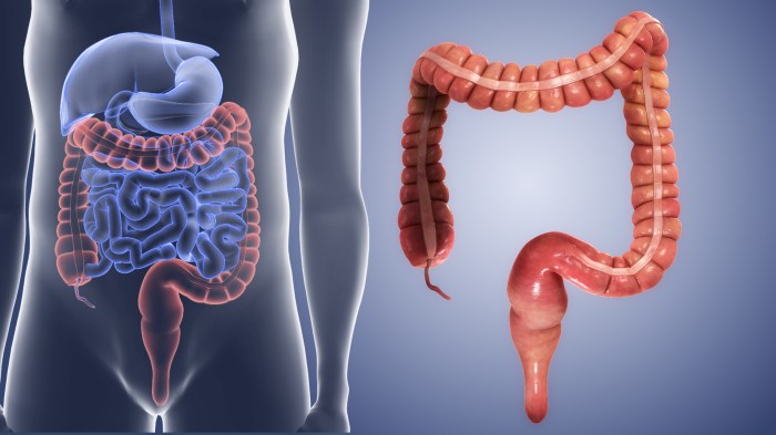 Sigmoid Colon: Function and Location What is the colon