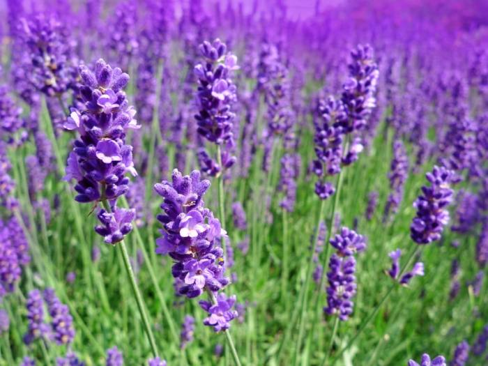 Lavender and Peppermint Essential Oils for Headaches and Migraines