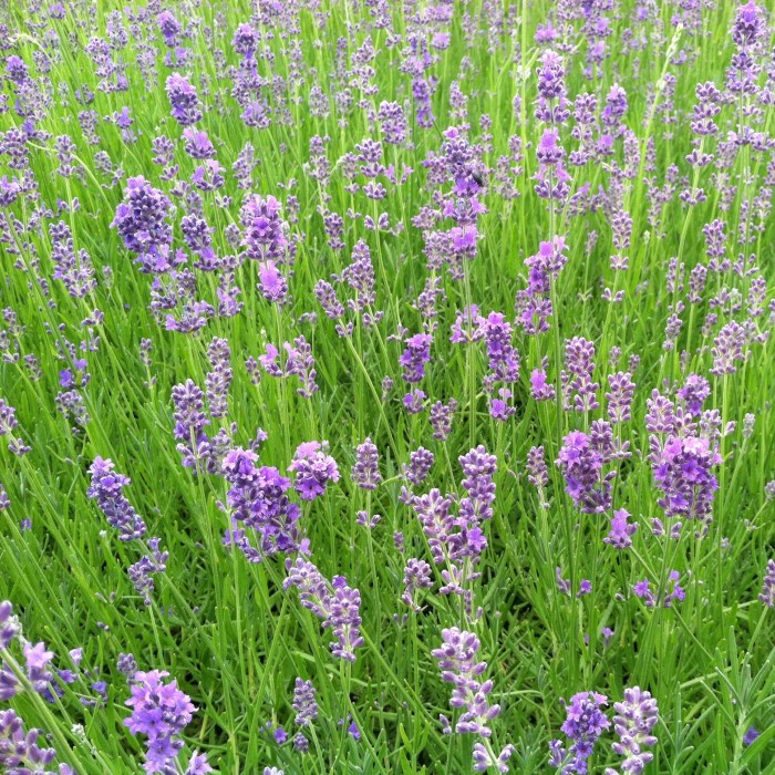 Lavender and peppermint essential oils for headaches and migraines