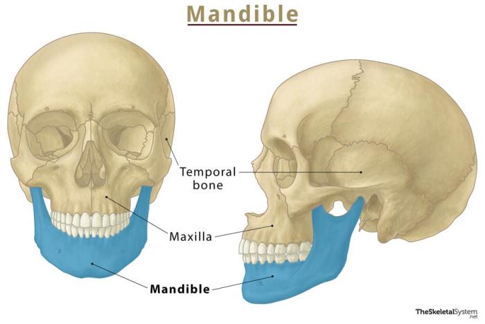 Mandible Anatomy, Function, and Treatment