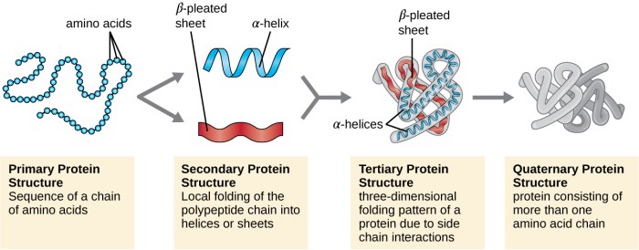 Protein timing for muscle gains
