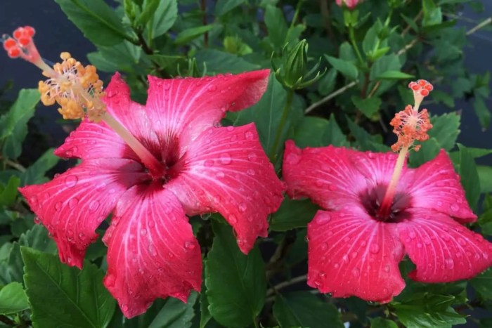 Hibiscus benefits side effects and more