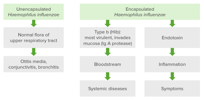 Haemophilus influenzae type b overview
