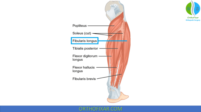 Peroneus Longus Muscle | OrthoFixar 2025 Peroneus longus muscle anatomy