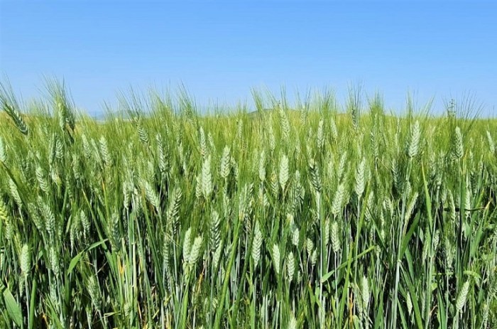 The wheat allergy diet guide