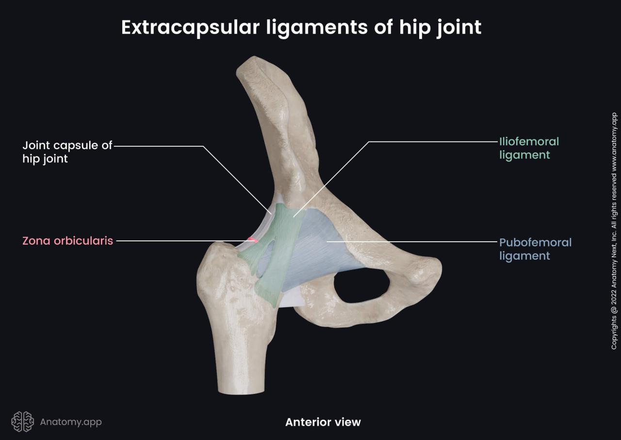 What Are the Hip Flexors? - Tom Morrison Hip strengthening exercises for runners