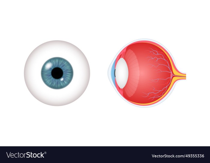 Ophthalmic nerve anatomy function and significance