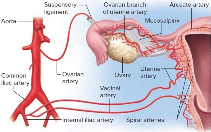 PPT - Female Internal Genital Organs PowerPoint Presentation, free ... Uterus location function female anatomy