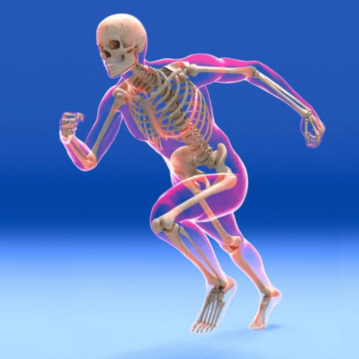 Musculoskeletal anatomy The musculoskeletal system what is it