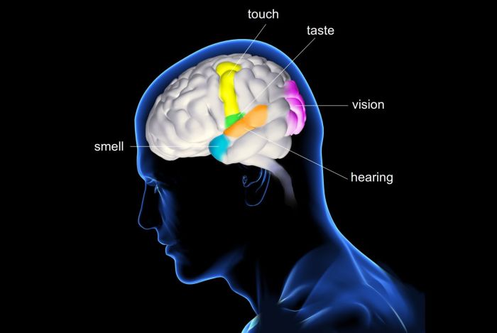 The Five Senses and How They Work