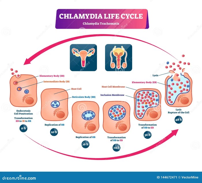 Chlamydia Facts and Statistics A Deep Dive