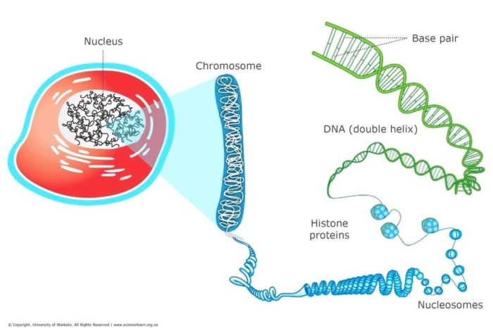 What are Genes, DNA, and Chromosomes?