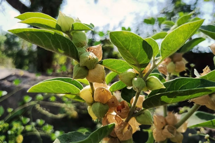 Ashwagandha Benefits Ashwagandha benefits for women