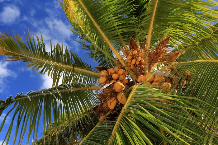 Coconut Oil vs Olive Oil A Deep Dive