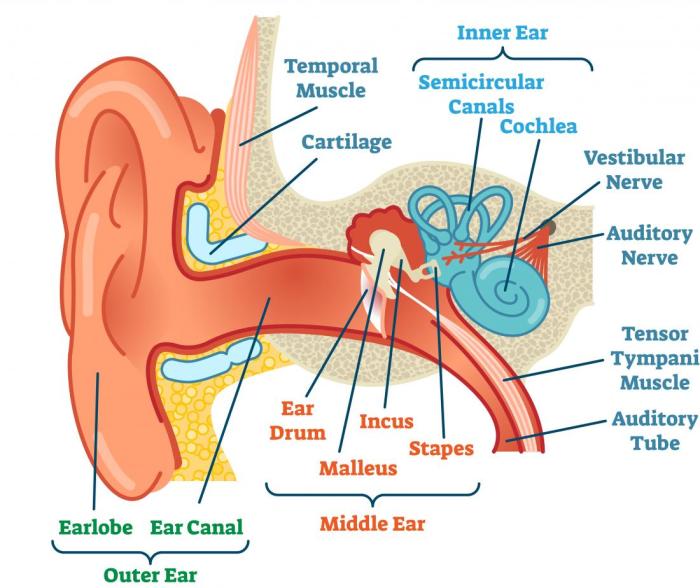 Structure and Function of Human Ear - with Diagram - Teachoo Ear infection and covid 19