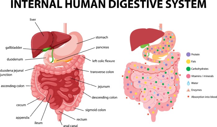 What Are Digestive Enzymes? A Deep Dive