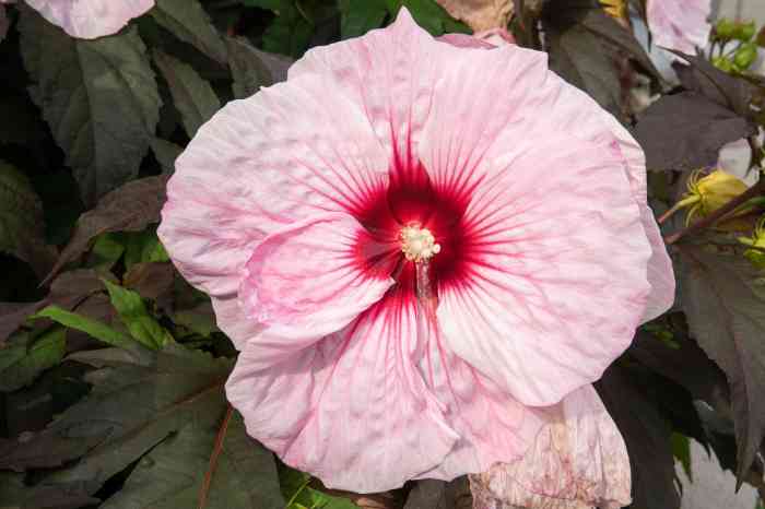 Hibiscus benefits side effects and more