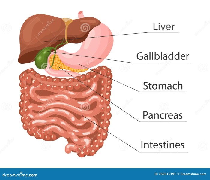 Human Digestive System(Part 2) - My files - File Catalog - alladi's Weight loss injections in stomach