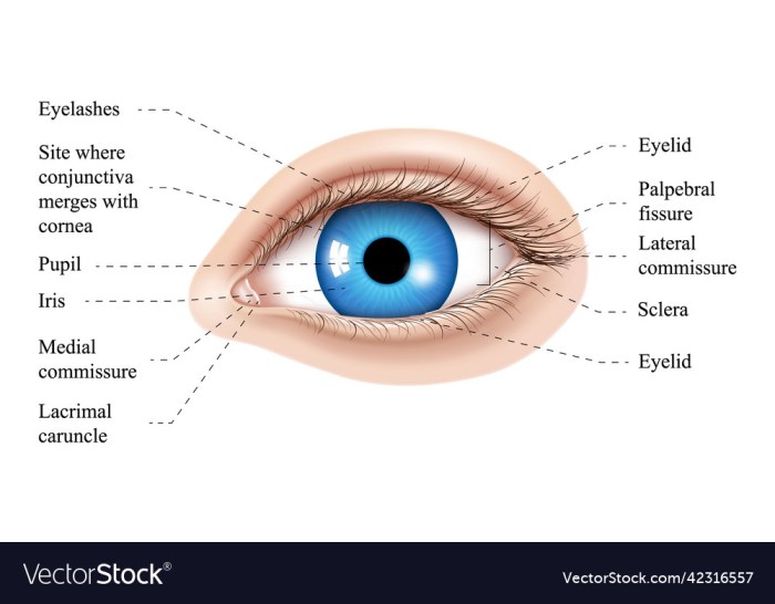 Are Eye Styes Contagious?  The Truth Revealed