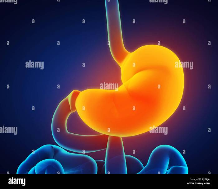 Human Stomach Anatomy Isolated on White Background. Stomach and ... Stomach cancer prognosis and recovery