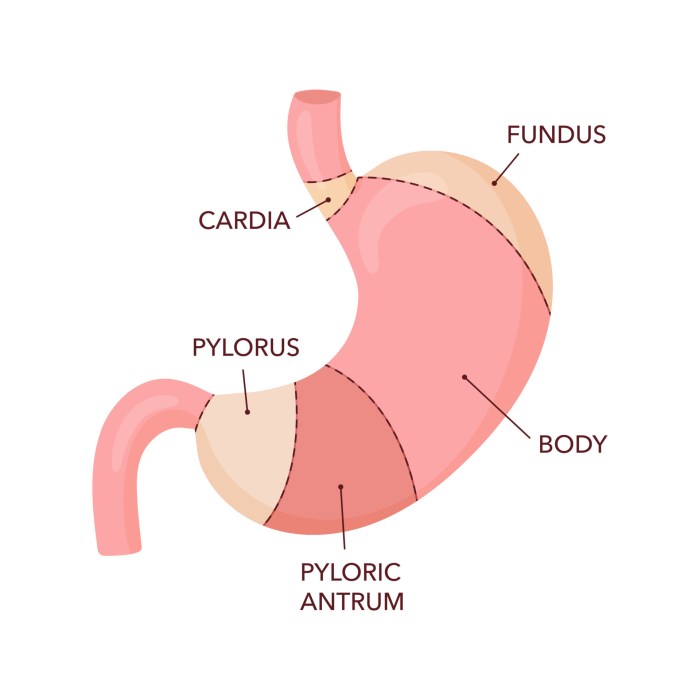 Digestive System Gallbladder Weight loss injections in stomach