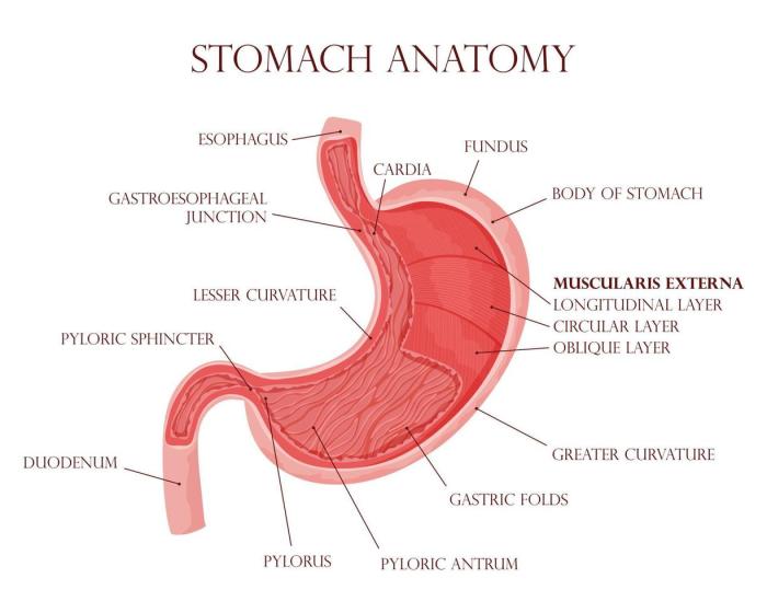 Human stomach inside visualization 16386855 Vector Art at Vecteezy Burning sensation in stomach