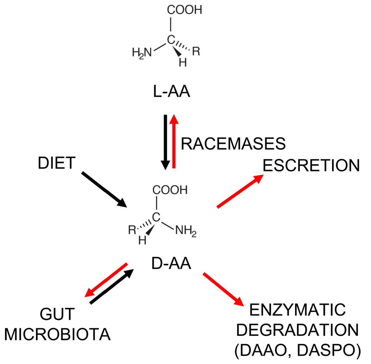 D-Amino Acids and Cancer: Friends or Foes? D mannose for bladder health