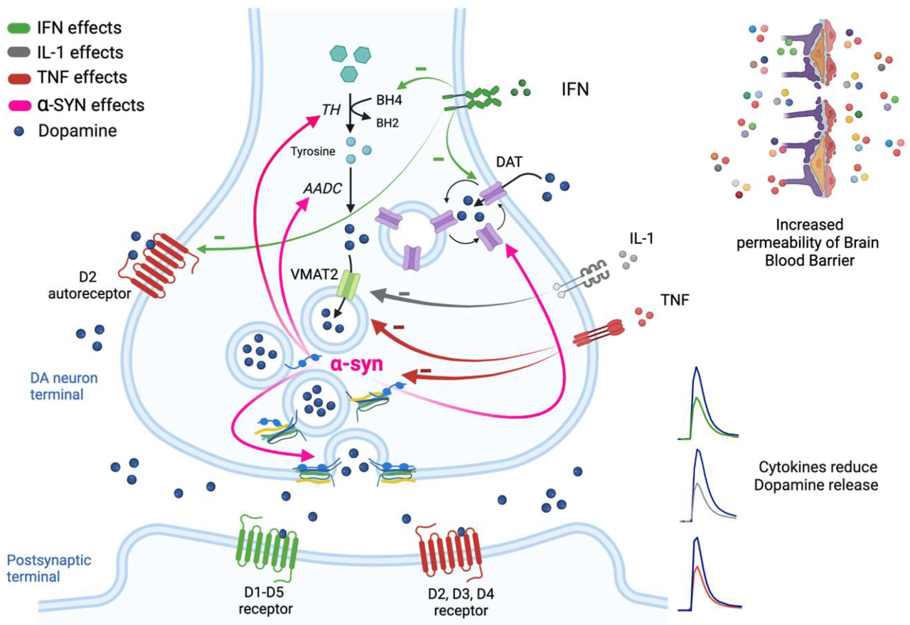 How to increase dopamine