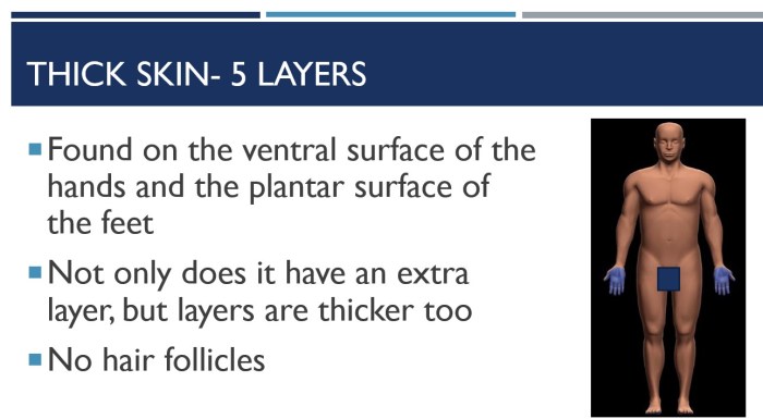Integumentary System Anatomy and Physiology POWER POINT | Made By Teachers The integumentary system anatomy and function